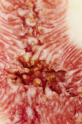 포토 JPG 스튜디오촬영 과일 자연 단면 실내 건강 누끼 근접촬영 사람없음 농작물 하이앵글 신선 오브젝트 유기농 예방 무화과 플랫레이 변비예방 국내포토 웰빙 뷰포인트 농업 내부 플랫 생태계 변비 파일형식