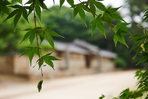 포토 JPG 주간 나무 한국전통 여행 유적지 나뭇잎 한옥 기와집 풍경 사람없음 야외 아웃포커스 여름 관광지 세계문화유산 문화재 역사 한국사 조선시대 재실 조선왕릉 파주 파주삼릉 국내포토 자연요소 식물 전통 계절 고건축 잎 한국 촬영기법 경기도 왕릉 파일형식
