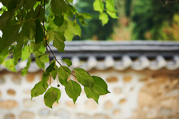 포토 JPG 주간 한국전통 여행 유적지 나뭇잎 한옥 기와집 풍경 근접촬영 사람없음 야외 아웃포커스 여름 관광지 세계문화유산 문화재 역사 한국사 조선시대 재실 조선왕릉 파주 파주삼릉 국내포토 자연요소 전통 계절 뷰포인트 고건축 잎 한국 촬영기법 경기도 왕릉 파일형식