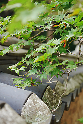 포토 JPG 주간 한국전통 여행 유적지 나뭇잎 한옥 기와 기와집 풍경 근접촬영 사람없음 야외 아웃포커스 여름 관광지 세계문화유산 문화재 역사 한국사 조선시대 재실 조선왕릉 파주 파주삼릉 국내포토 자연요소 전통 계절 뷰포인트 고건축 잎 한국 촬영기법 경기도 왕릉 파일형식