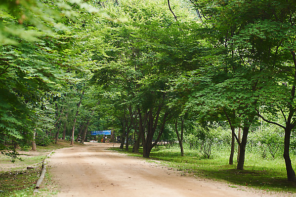 포토 JPG 주간 나무 한국전통 여행 유적지 풍경 사람없음 야외 여름 관광지 산책로 숲 파주 파주삼릉 국내포토 자연요소 식물 전통 계절 길 고건축 한국 세계문화유산 경기도 왕릉 파일형식