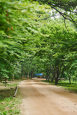 포토 JPG 주간 나무 한국전통 여행 유적지 풍경 사람없음 야외 여름 관광지 산책로 숲 파주 파주삼릉 국내포토 자연요소 식물 전통 계절 길 고건축 한국 세계문화유산 경기도 왕릉 파일형식
