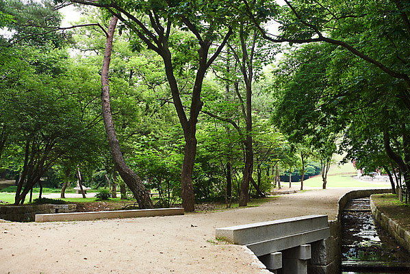포토 JPG 주간 나무 한국전통 여행 유적지 풍경 사람없음 야외 여름 관광지 산책로 세계문화유산 문화재 역사 한국사 숲 조선시대 조선왕릉 파주 파주삼릉 국내포토 자연요소 식물 전통 계절 길 고건축 한국 경기도 왕릉 파일형식
