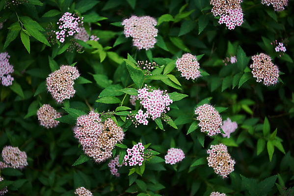 포토 JPG 주간 한국전통 꽃 여행 잎 유적지 풍경 근접촬영 사람없음 야외 여름 관광지 들꽃 파주 파주삼릉 국내포토 자연요소 식물 전통 계절 뷰포인트 고건축 한국 세계문화유산 경기도 왕릉 파일형식