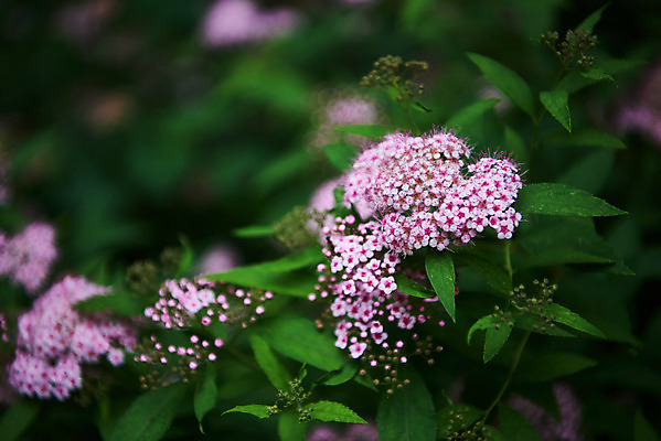 포토 JPG 주간 한국전통 꽃 여행 잎 유적지 풍경 근접촬영 사람없음 야외 여름 관광지 들꽃 파주 파주삼릉 국내포토 자연요소 식물 전통 계절 뷰포인트 고건축 한국 세계문화유산 경기도 왕릉 파일형식