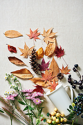 포토 JPG 스튜디오촬영 열매 단풍 낙엽 실내 사람없음 컵 하이앵글 가을 오브젝트 솔방울 감성 강아지풀 플랫레이 국내포토 식물 식기 계절 뷰포인트 컨셉 잎 내부 플랫 한해살이풀 파일형식