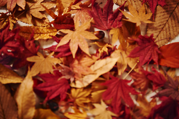 포토 JPG 스튜디오촬영 단풍 낙엽 실내 근접촬영 사람없음 가을 오브젝트 감성 국내포토 계절 뷰포인트 컨셉 잎 내부 파일형식