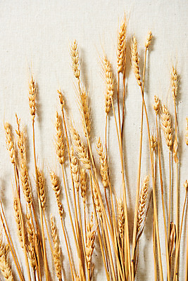 포토 JPG 스튜디오촬영 실내 사람없음 하이앵글 가을 오브젝트 보리 감성 플랫레이 국내포토 계절 뷰포인트 컨셉 곡류 내부 플랫 파일형식