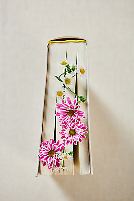 포토 JPG 스튜디오촬영 꽃 실내 사람없음 책 하이앵글 가을 오브젝트 감성 북마크 플랫레이 국내포토 식물 계절 뷰포인트 컨셉 내부 플랫 파일형식