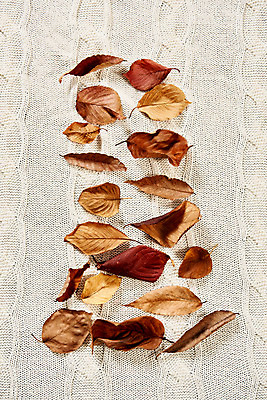 포토 JPG 스튜디오촬영 단풍 낙엽 실내 사람없음 하이앵글 가을 오브젝트 감성 플랫레이 국내포토 계절 뷰포인트 컨셉 잎 내부 플랫 파일형식