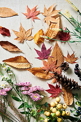 포토 JPG 스튜디오촬영 열매 꽃 단풍 낙엽 실내 사람없음 하이앵글 가을 오브젝트 솔방울 감성 플랫레이 국내포토 식물 계절 뷰포인트 컨셉 잎 내부 플랫 파일형식