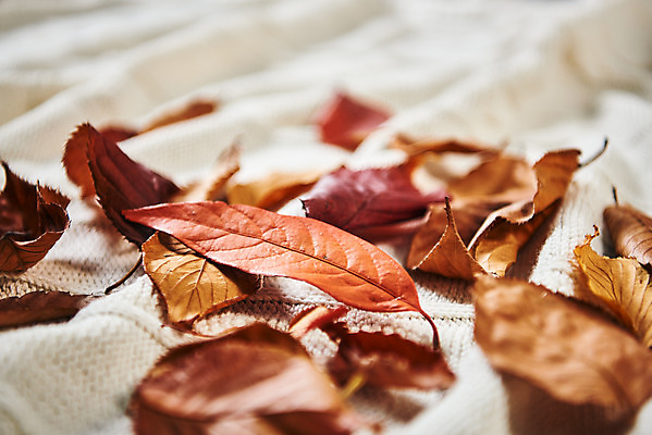 포토 JPG 스튜디오촬영 단풍 낙엽 실내 근접촬영 사람없음 가을 담요 오브젝트 감성 국내포토 계절 뷰포인트 컨셉 잎 내부 파일형식