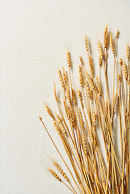 포토 JPG 스튜디오촬영 실내 사람없음 하이앵글 가을 오브젝트 보리 감성 플랫레이 국내포토 계절 뷰포인트 컨셉 곡류 내부 플랫 파일형식