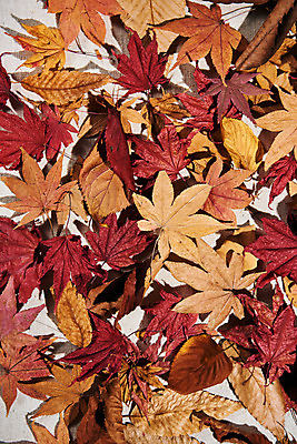 포토 JPG 스튜디오촬영 단풍 낙엽 실내 사람없음 하이앵글 가을 오브젝트 감성 플랫레이 국내포토 계절 뷰포인트 컨셉 잎 내부 플랫 파일형식