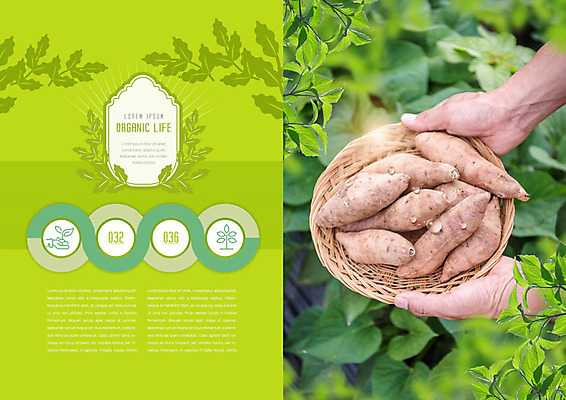 PSD 템플릿 라이프스타일 표지디자인 북디자인 손 출판디자인 내지 북커버 들기 사람 팜플렛 생활 신체부위 초록색 바구니 유기농 고구마 이미지템플릿 웰빙 컬러 모션 뿌리채소 파일형식