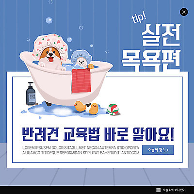 PSD 템플릿 교육 ZIP 반려견 웹템플릿 두마리 팝업 이벤트팝업 욕조 웹팝업 이벤트 사람없음 파란색 반려동물 목욕 강아지 반려 빅팝업 이미지템플릿 동물 컬러 2 청결 개 파일형식