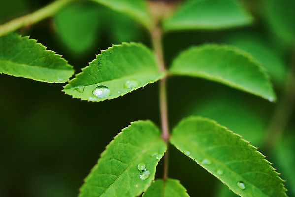 포토 JPG 주간 잎 자연 날씨 풍경 근접촬영 사람없음 야외 아웃포커스 초록색 환경 물방울 비 이슬 빗방울 장마 흐림 국내포토 자연요소 식물 뷰포인트 컬러 촬영기법 비_날씨 생태계 파일형식