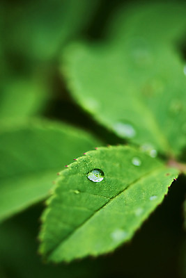 포토 JPG 주간 식물 잎 자연 날씨 나뭇잎 풍경 근접촬영 사람없음 야외 아웃포커스 초록색 환경 물방울 비 이슬 빗방울 장마 흐림 국내포토 자연요소 뷰포인트 컬러 촬영기법 비_날씨 생태계 파일형식