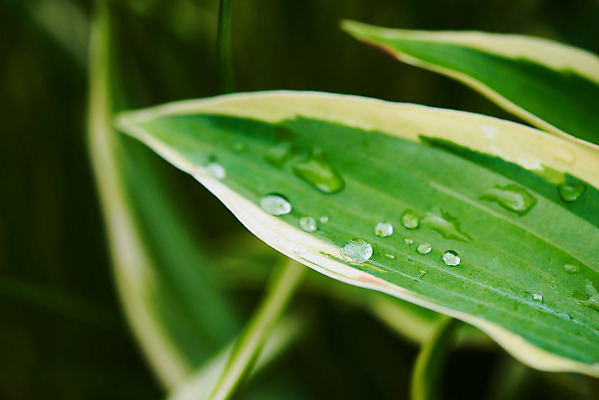 포토 JPG 주간 식물 잎 자연 날씨 풍경 근접촬영 사람없음 야외 아웃포커스 초록색 환경 물방울 비 빗방울 장마 흐림 국내포토 자연요소 뷰포인트 컬러 촬영기법 비_날씨 생태계 파일형식