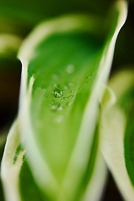 포토 JPG 주간 식물 잎 자연 날씨 풍경 근접촬영 사람없음 야외 아웃포커스 환경 물방울 비 빗방울 장마 흐림 국내포토 자연요소 뷰포인트 촬영기법 비_날씨 생태계 파일형식