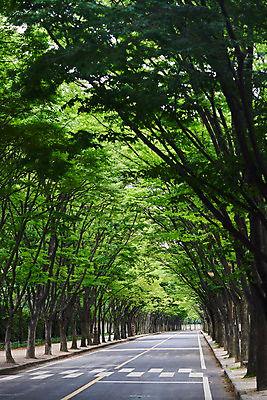 포토 JPG 주간 나무 도로 자연 날씨 풍경 사람없음 야외 초록색 환경 횡단보도 가로수 장마 흐림 국내포토 자연요소 식물 길 컬러 교통시설 비_날씨 보행로 생태계 파일형식