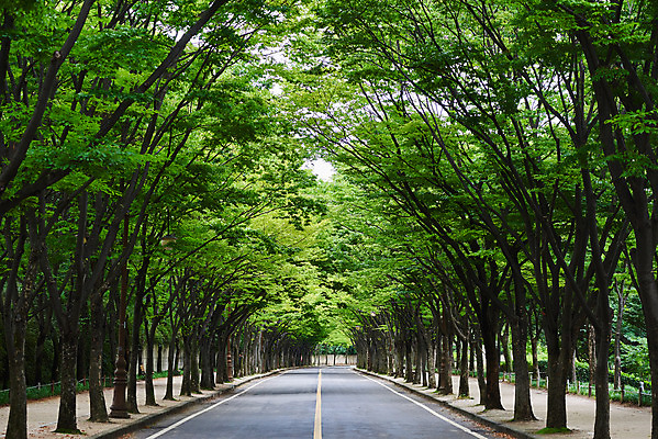 포토 JPG 주간 나무 도로 자연 날씨 풍경 사람없음 야외 초록색 환경 가로수 장마 흐림 국내포토 자연요소 식물 길 컬러 교통시설 비_날씨 생태계 파일형식