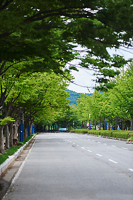 포토 JPG 주간 나무 공원 도로 자연 날씨 풍경 사람없음 야외 환경 장마 숲길 흐림 국내포토 자연요소 식물 공공시설 길 교통시설 비_날씨 생태계 파일형식