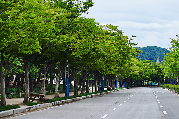 포토 JPG 주간 나무 식물 구름 도로 길 벤치 자연 하늘 날씨 산 풍경 사람없음 야외 환경 장마 흐림 국내포토 자연요소 의자 교통시설 비_날씨 생태계 파일형식