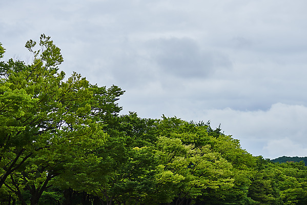 포토 JPG 주간 나무 구름 자연 날씨 풍경 사람없음 야외 환경 장마 흐림 국내포토 자연요소 식물 비_날씨 생태계 파일형식
