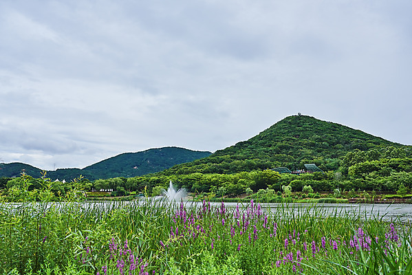 포토 JPG 주간 식물 구름 꽃 호수 자연 하늘 날씨 산 풍경 사람없음 야외 환경 장마 흐림 호수공원 국내포토 자연요소 공원 비_날씨 생태계 파일형식