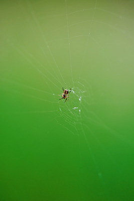 포토 JPG 주간 한마리 자연 날씨 풍경 근접촬영 사람없음 야외 아웃포커스 초록색 환경 거미줄 거미 장마 흐림 국내포토 자연요소 1 뷰포인트 컬러 곤충 촬영기법 비_날씨 생태계 파일형식