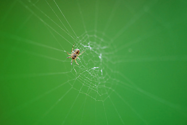 포토 JPG 주간 한마리 곤충 자연 날씨 풍경 근접촬영 사람없음 야외 아웃포커스 초록색 환경 거미줄 거미 장마 흐림 국내포토 자연요소 동물 1 뷰포인트 컬러 촬영기법 비_날씨 생태계 파일형식