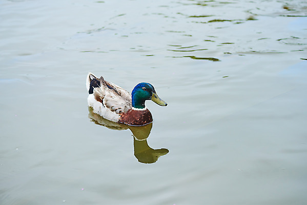 포토 JPG 주간 동물 한마리 자연 날씨 오리 풍경 사람없음 야외 반사 환경 장마 흐림 청둥오리 국내포토 자연요소 1 조류 비_날씨 생태계 파일형식