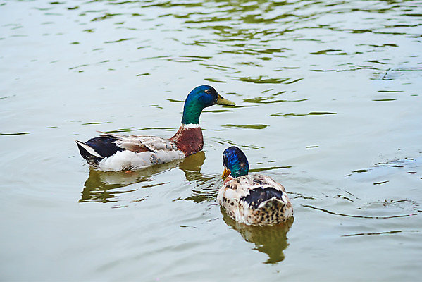 포토 JPG 주간 동물 두마리 자연 날씨 오리 풍경 사람없음 야외 환경 장마 흐림 청둥오리 호수공원 국내포토 자연요소 공원 2 조류 비_날씨 생태계 파일형식