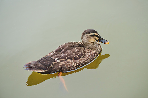 포토 JPG 주간 동물 한마리 공원 호수 자연 날씨 오리 물그림자 풍경 근접촬영 사람없음 야외 반사 환경 장마 흐림 국내포토 자연요소 1 공공시설 뷰포인트 조류 그림자 비_날씨 생태계 파일형식