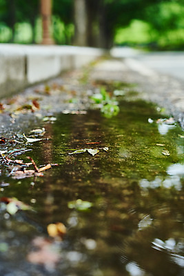포토 JPG 주간 나무 길 자연 날씨 나뭇잎 풍경 근접촬영 사람없음 야외 아웃포커스 환경 비 웅덩이 장마 흐림 국내포토 자연요소 식물 뷰포인트 잎 촬영기법 비_날씨 생태계 파일형식