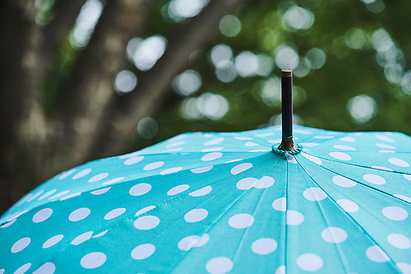 포토 JPG 주간 나무 우산 자연 날씨 풍경 근접촬영 사람없음 야외 아웃포커스 환경 비 장마 흐림 국내포토 자연요소 식물 뷰포인트 촬영기법 비_날씨 생태계 파일형식