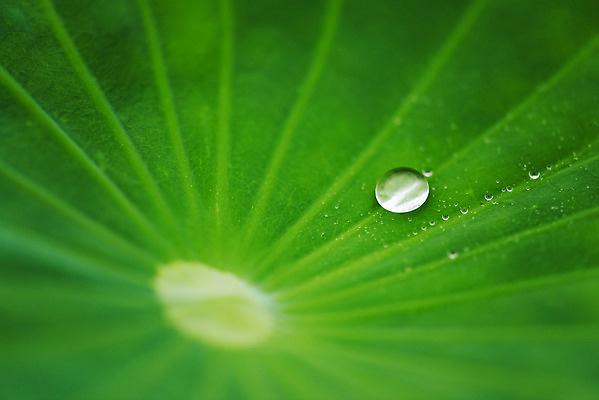 포토 JPG 주간 자연 날씨 연꽃 풍경 근접촬영 사람없음 야외 초록색 환경 물방울 빗방울 연잎 장마 흐림 국내포토 자연요소 꽃 뷰포인트 컬러 잎 비_날씨 생태계 파일형식
