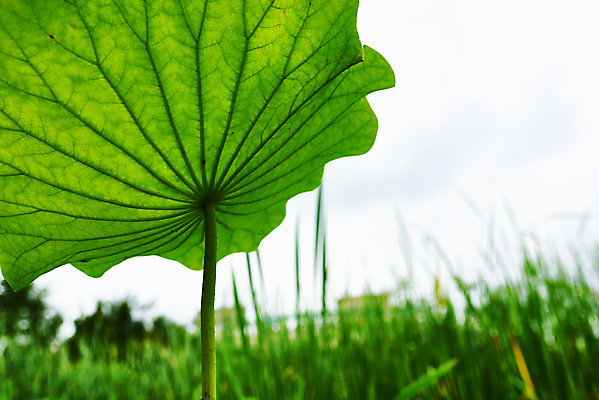 포토 JPG 주간 로우앵글 자연 날씨 연꽃 풍경 근접촬영 사람없음 야외 아웃포커스 초록색 환경 연잎 장마 흐림 국내포토 자연요소 꽃 뷰포인트 컬러 잎 촬영기법 비_날씨 생태계 파일형식