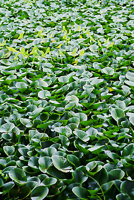 포토 JPG 주간 자연 날씨 풍경 사람없음 야외 초록색 하이앵글 환경 장마 흐림 부레옥잠 국내포토 자연요소 식물 뷰포인트 컬러 비_날씨 생태계 파일형식