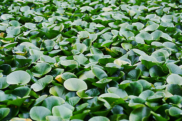 포토 JPG 주간 식물 자연 날씨 풍경 사람없음 야외 초록색 환경 장마 흐림 부레옥잠 국내포토 자연요소 컬러 비_날씨 생태계 파일형식