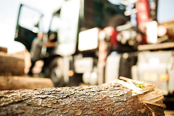 포토 JPG 주간 서양인 나무 남자 40대 중년 바닥 한명 사람 성인 야외 목재 아웃포커스 숲 통나무 체코 벌목 벌목작업 임업 중년남자한명만 국내포토 자연요소 외국인 식물 1 유럽 산업 재료 촬영기법 남자한명만 중년남자만 파일형식