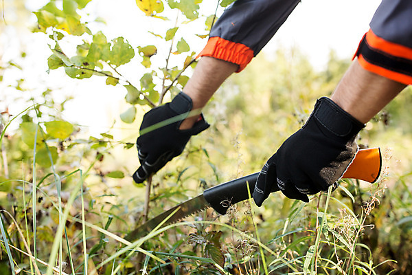 포토 JPG 주간 서양인 외국인 나무 손 남자 장갑 한명 서기 들기 사람 성인 야외 신체부위 30대 양손 나뭇가지 풀 칼 숲 자르기 체코 낫 벌목 벌목작업 임업 성인남자한명만 국내포토 자연요소 식물 1 잡화 유럽 산업 모션 인종 장년 남자한명만 성인남자만 파일형식