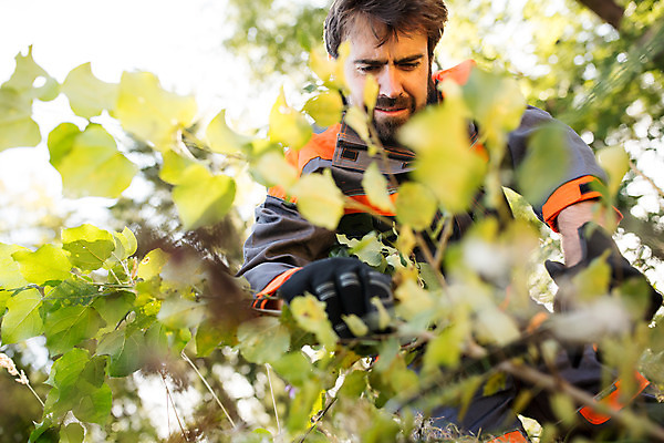 포토 JPG 주간 서양인 외국인 나무 손 남자 로우앵글 장갑 한명 서기 들기 사람 상반신 성인 야외 앞모습 30대 나뭇가지 풀 칼 숲 자르기 체코 낫 벌목 벌목작업 임업 성인남자한명만 국내포토 자연요소 식물 1 잡화 유럽 산업 뷰포인트 모션 인종 신체부위 장년 남자한명만 성인남자만 파일형식