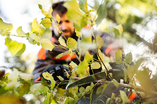포토 JPG 주간 서양인 외국인 나무 손 남자 장갑 한명 서기 들기 사람 상반신 성인 야외 앞모습 아웃포커스 30대 나뭇가지 풀 칼 숲 자르기 체코 낫 벌목 벌목작업 임업 성인남자한명만 국내포토 자연요소 식물 1 잡화 유럽 산업 뷰포인트 모션 촬영기법 인종 신체부위 장년 남자한명만 성인남자만 파일형식