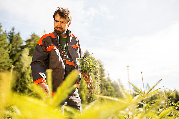 포토 JPG 주간 서양인 외국인 나무 남자 한명 서기 들기 사람 상반신 성인 야외 앞모습 30대 숲 삽 뿌리 체코 벌목 벌목작업 임업 성인남자한명만 국내포토 자연요소 식물 1 유럽 산업 뷰포인트 모션 인종 장년 남자한명만 성인남자만 파일형식