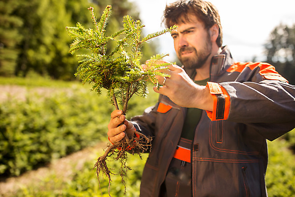 포토 JPG 주간 서양인 외국인 나무 응시 남자 한명 서기 들기 사람 상반신 성인 야외 옆모습 30대 숲 뿌리 체코 벌목 벌목작업 임업 성인남자한명만 국내포토 자연요소 식물 1 시선 유럽 산업 뷰포인트 모션 인종 장년 남자한명만 성인남자만 파일형식