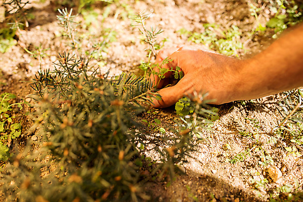 포토 JPG 주간 서양인 나무 손 남자 40대 중년 한명 사람 성인 야외 신체부위 잡초 숲 체코 벌목 벌목작업 뽑기 임업 중년남자한명만 국내포토 자연요소 외국인 식물 1 유럽 산업 남자한명만 중년남자만 파일형식