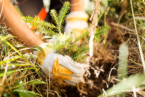 포토 JPG 주간 서양인 외국인 나무 손 남자 한명 들기 사람 앉기 성인 야외 신체부위 30대 숲 뿌리 체코 나무심기 벌목 벌목작업 임업 성인남자한명만 국내포토 자연요소 식물 1 유럽 산업 모션 인종 장년 심기 남자한명만 성인남자만 파일형식