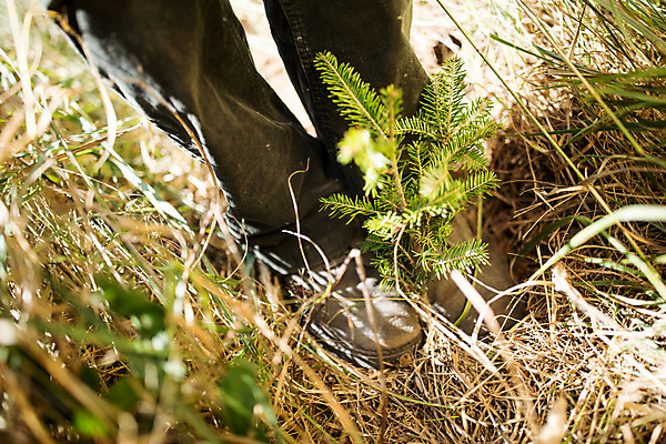 포토 JPG 주간 서양인 외국인 나무 남자 발 한명 사람 성인 야외 신체부위 30대 하반신 숲 뿌리 체코 밟기 나무뿌리 벌목 벌목작업 임업 성인남자한명만 국내포토 자연요소 식물 1 유럽 산업 모션 인종 장년 남자한명만 성인남자만 파일형식